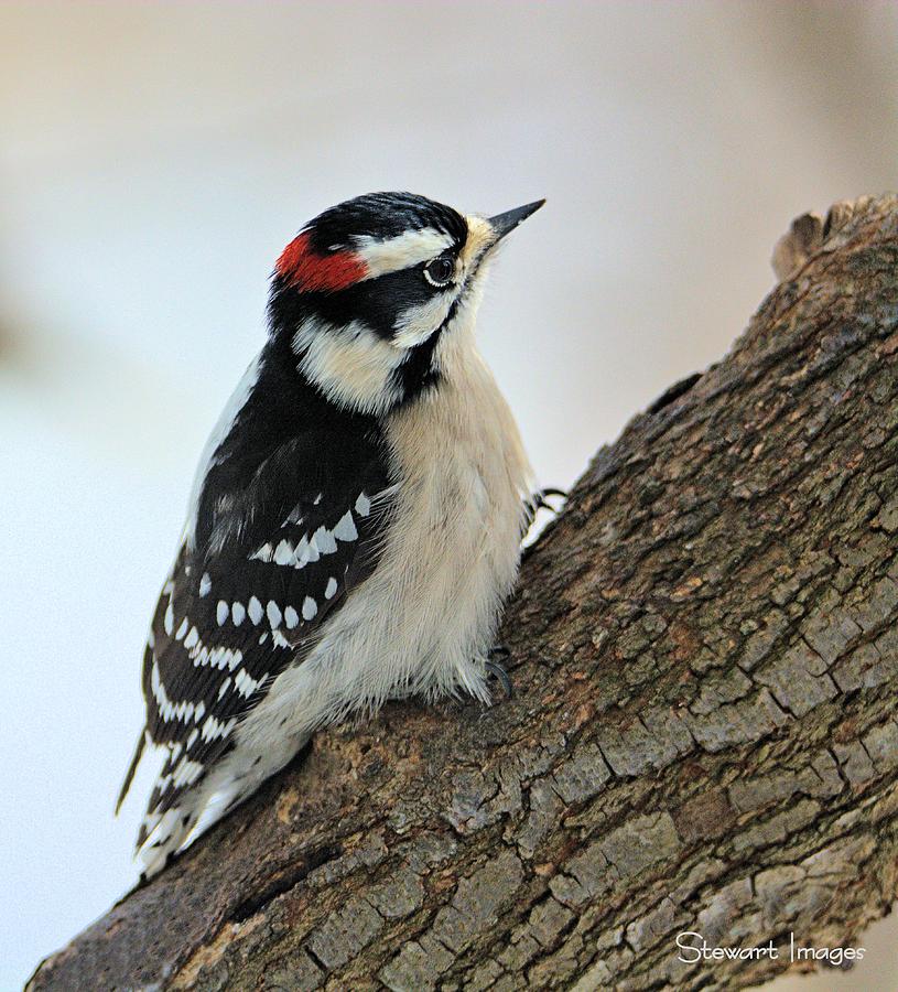 Downy Woodpecker Photograph by William Stewart