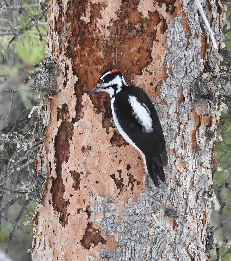 Downy Woodpecker with a Heart Photograph by Nicole Belvill