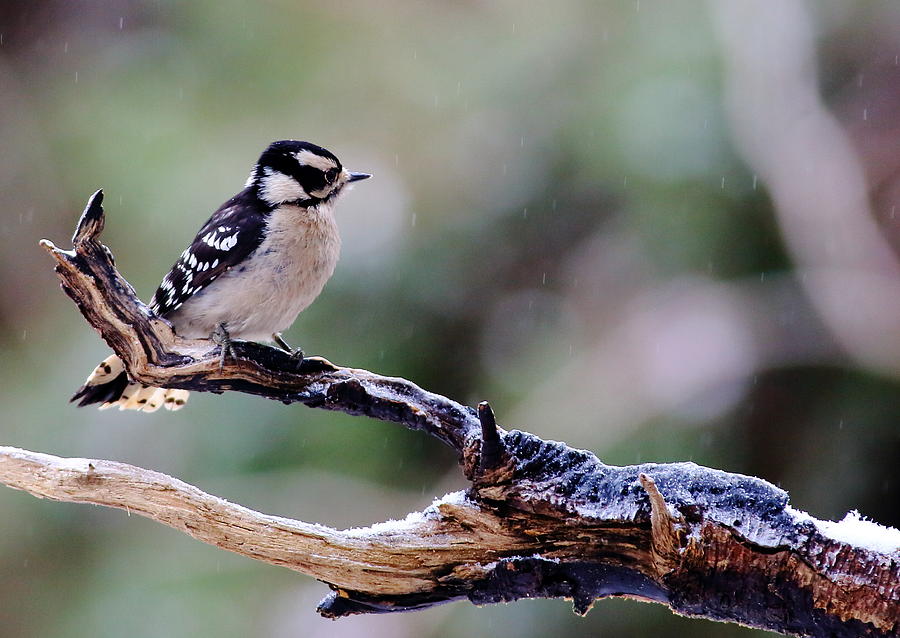 Downy Woodpecker With Snow Photograph by Daniel Reed