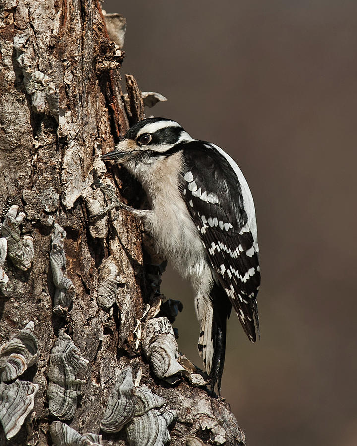 Downy Woodpeckers Secret Stash Photograph by Lara Ellis