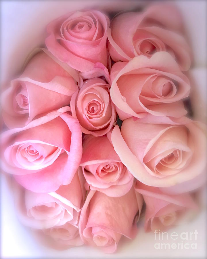 Dozen of pink rose Photograph by Wonju Hulse