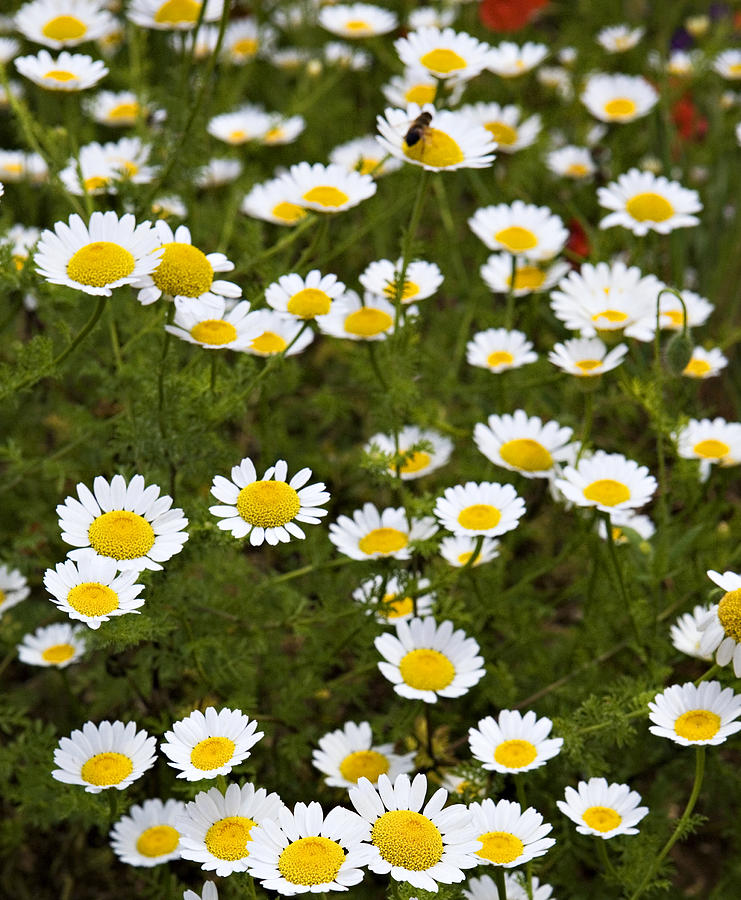 Dozens of Daisies Photograph by Marilyn Hunt