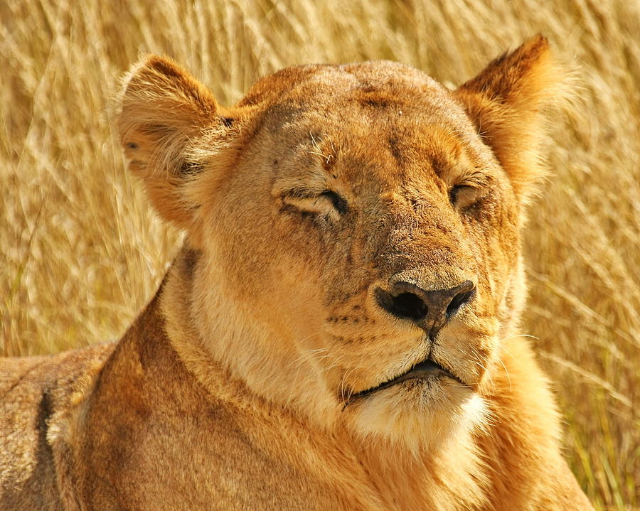 Cat Photograph - Dozing Lioness by Tom Cheatham