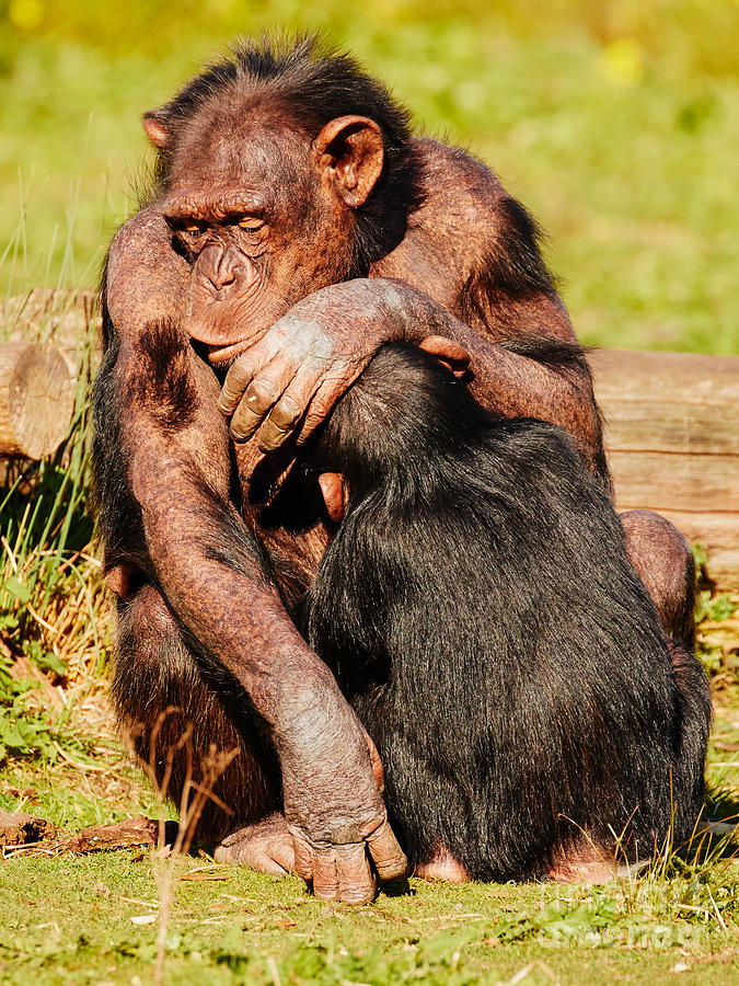 Wildlife Photograph - Dozing nursing chimpanzee by Nick  Biemans