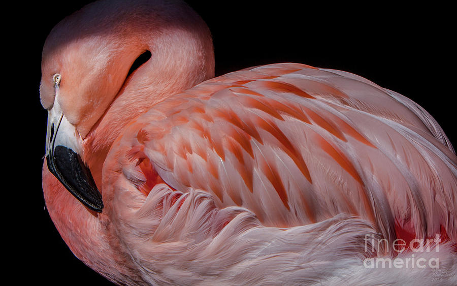 Flamingo Photograph - Dozing Off by David Millenheft