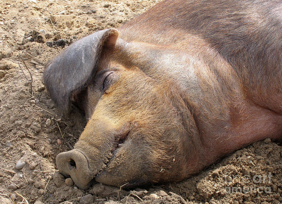 Dozing Pig Photograph by Ann Horn