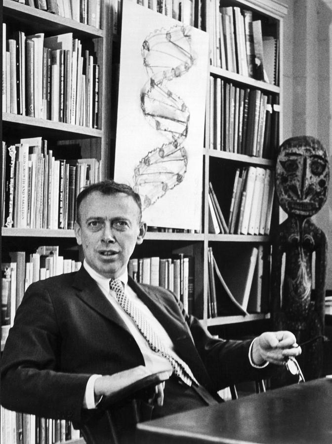 Vintage Photograph - Dr. James Watson And DNA Helix by Underwood Archives