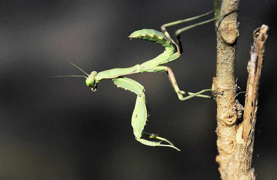 Praying Mantis  Photograph by Manjot Singh Sachdeva