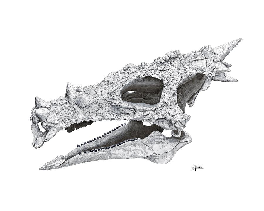 Dracorex Hogwartsia Skull Digital Art by Rick Adleman
