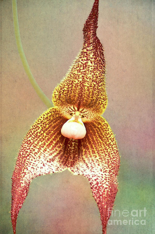 Orchid Photograph - Dracula barrowii by Heiko Koehrer-Wagner