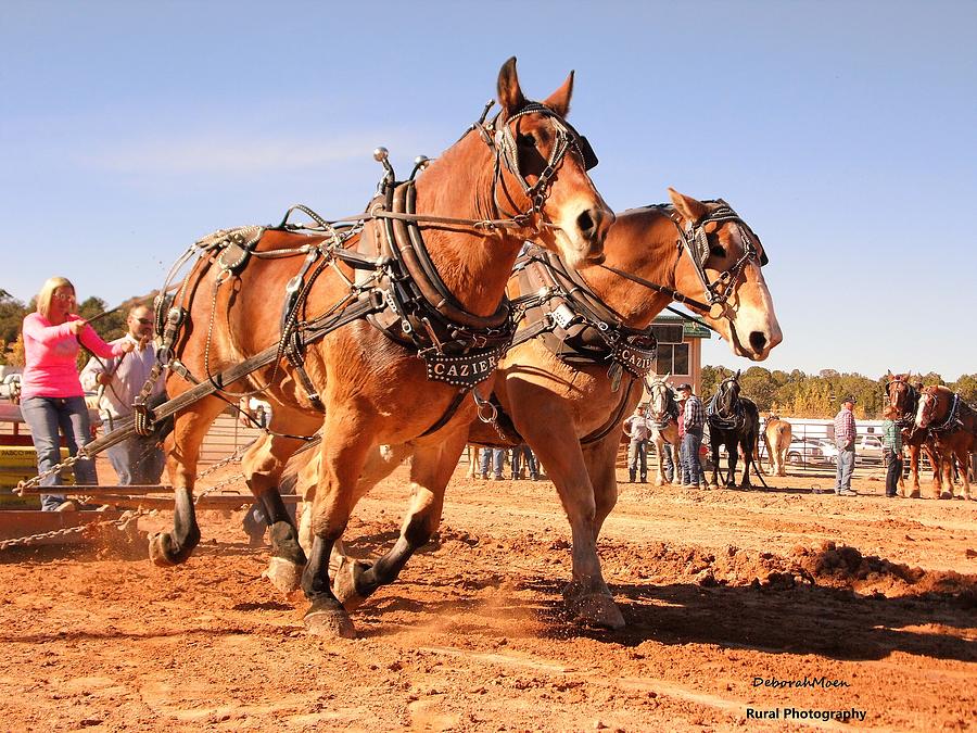 Horse Photograph - Draft Horse Pulling Cedar City Livestock Festival 2015 by Deborah Moen