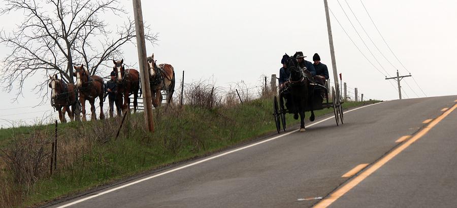 Draft Horses And Amish Photograph