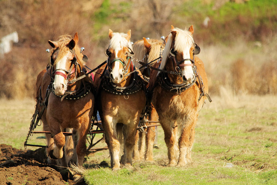 Draft horses Photograph by Jeff Swan
