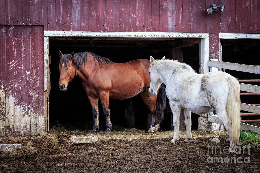 Barn Photograph - Draft Horses by Jim Gillen