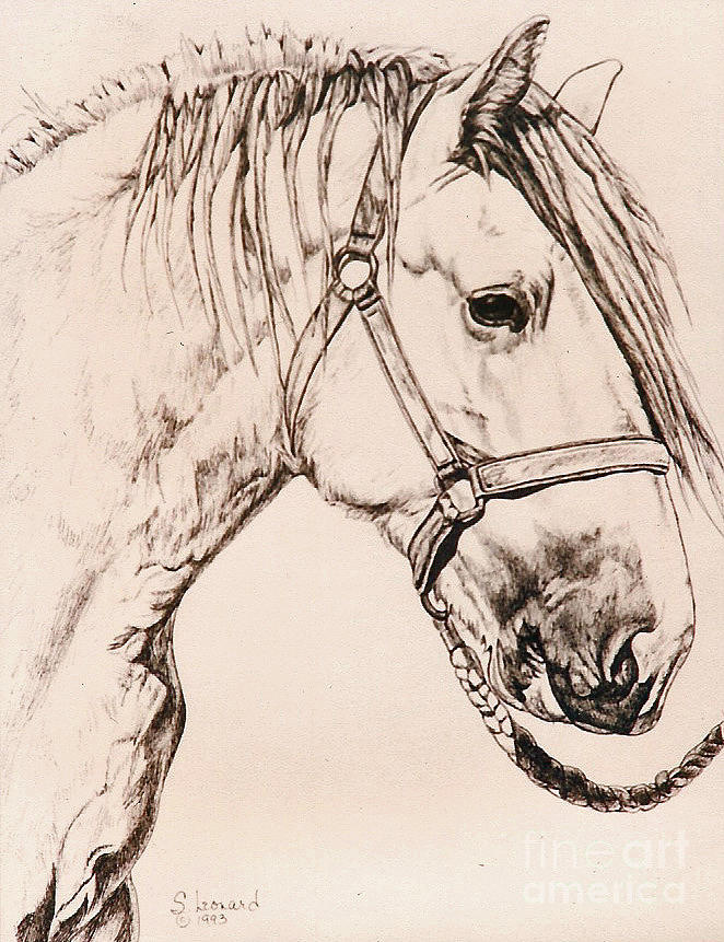 Horse Drawing - Draft by Suzanne Leonard