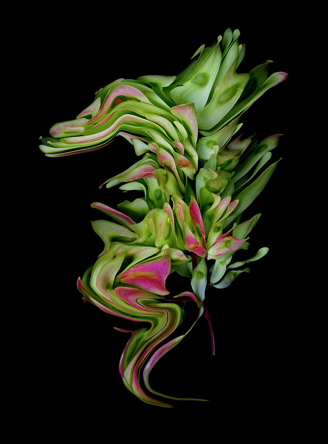 Dragon Embryo Digital Art by Robert Woodward