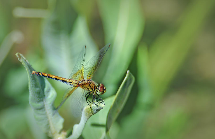 Dragon Fly 1 Photograph by Rick Mosher