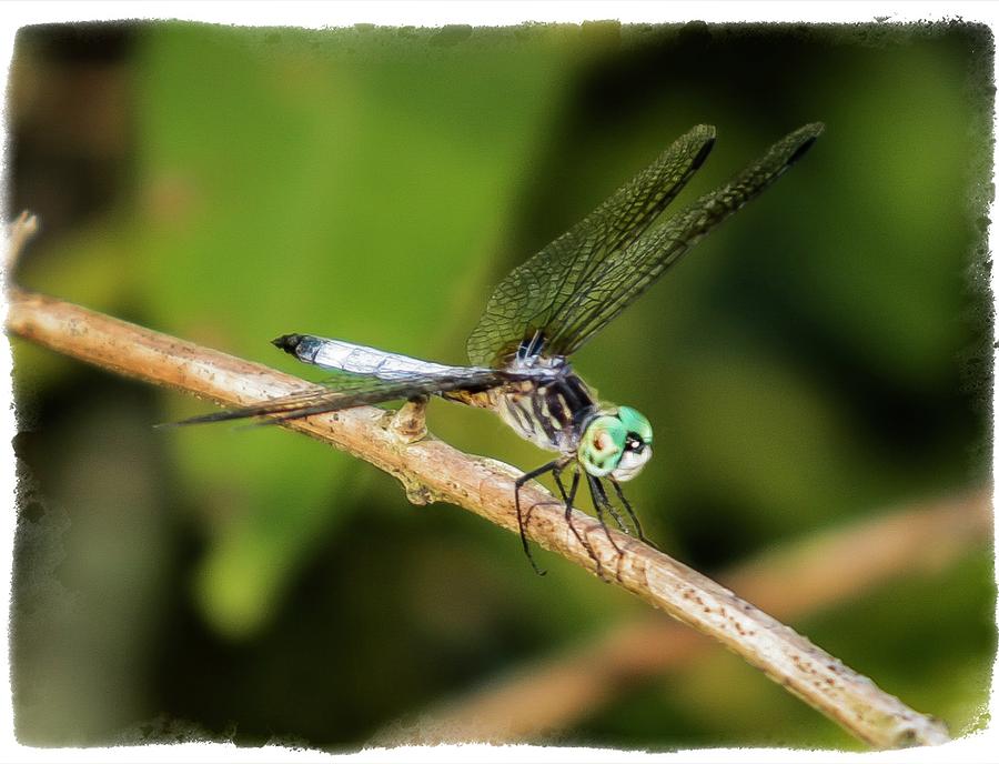 Dragon Fly 2f, NY, 16 Photograph by Richard Xuereb - Fine Art America