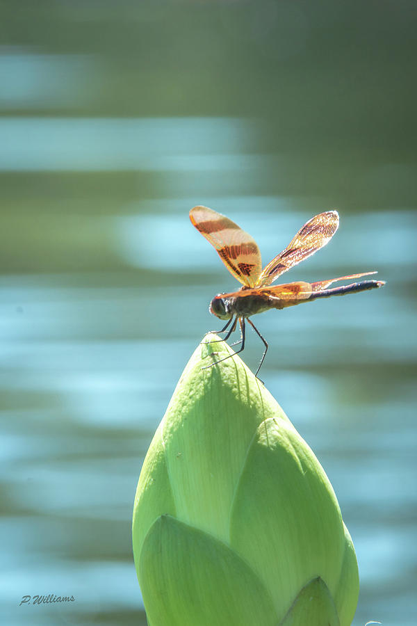 Dragon Fly - 6 Photograph by Pamela Williams