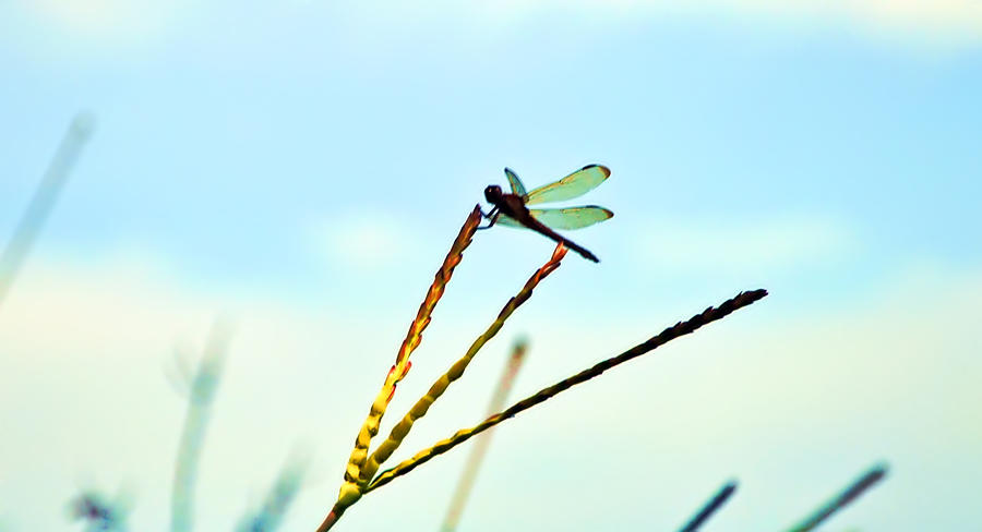 Vintage Photograph - Dragon Fly by Bill Cannon