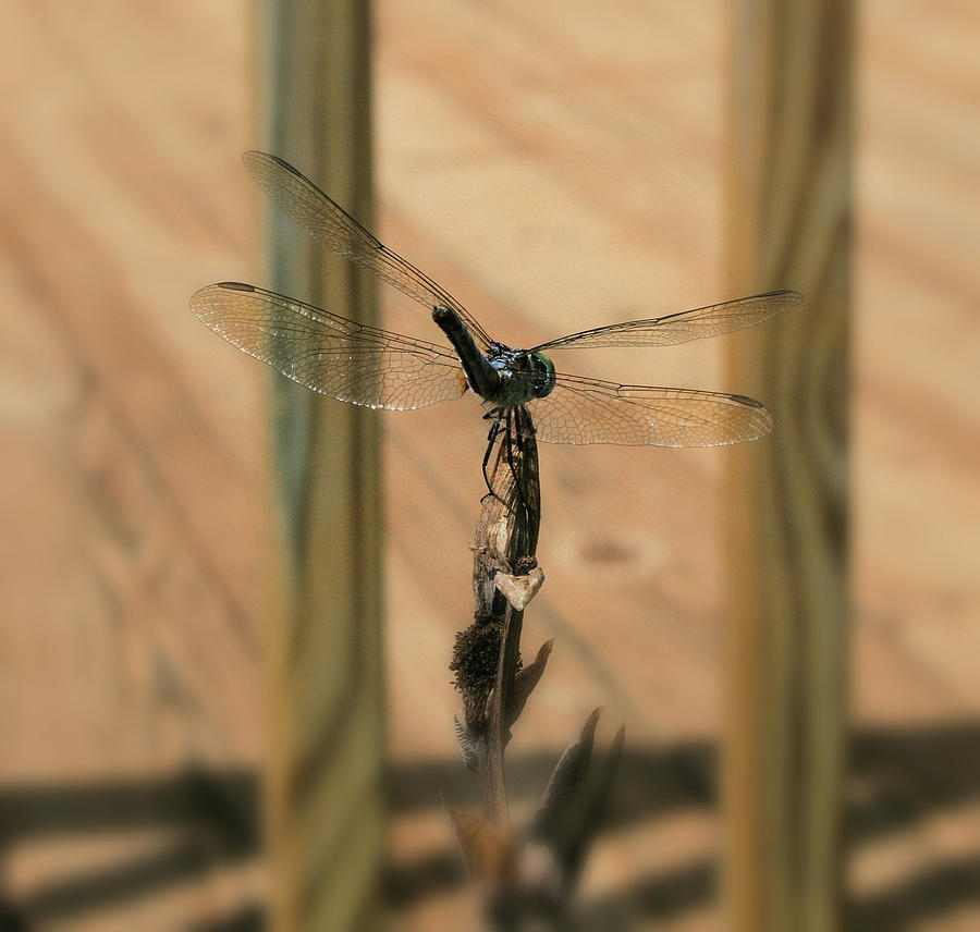 Dragon Photograph - Dragon Fly by Cathy Harper