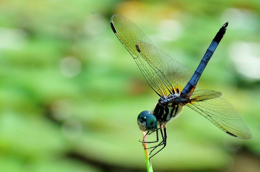 Insects Photograph - Dragon Fly by David Arment