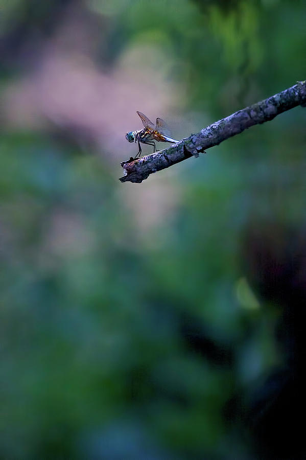 Dragon Fly Photograph by David Henningsen