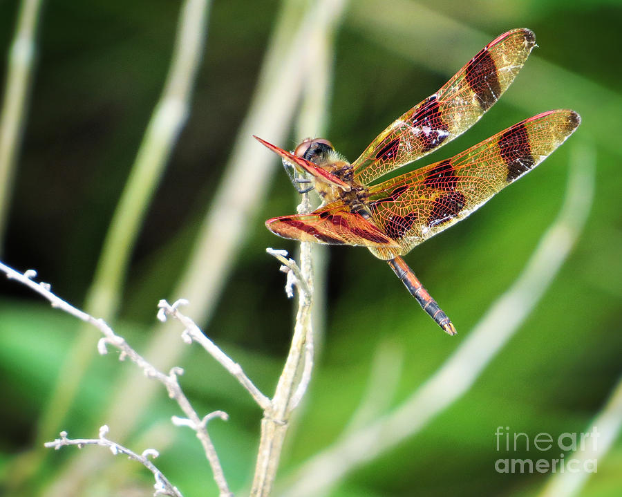 Nature Photograph - Dragon Fly by Dawn Gari