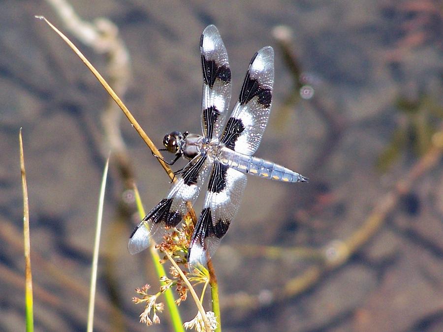 Dragon Fly Photograph by Gene Ritchhart