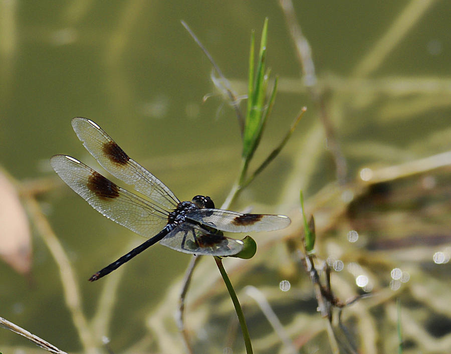 Dragon Fly II Photograph by Keith Lovejoy