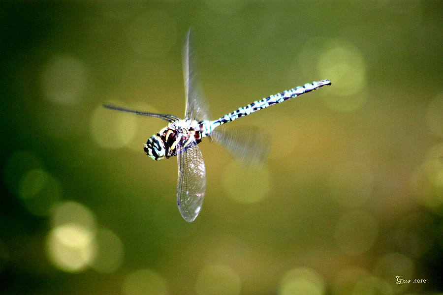 Insects Photograph - Dragon fly in flight by Nick Gustafson