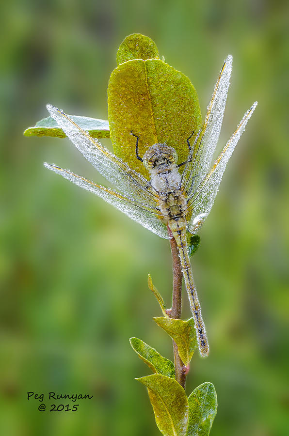 Dragon Fly in the Dew Photograph by Peg Runyan
