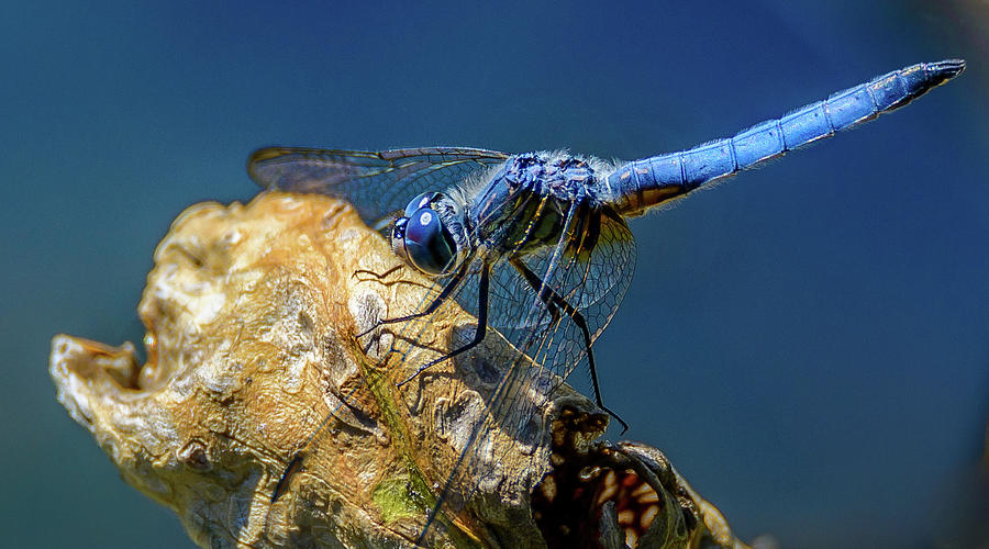 Dragon Fly Photograph by Jerry Cahill