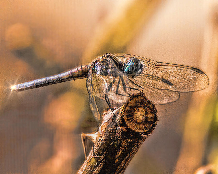 Dragon Fly Photograph by Joe Granita