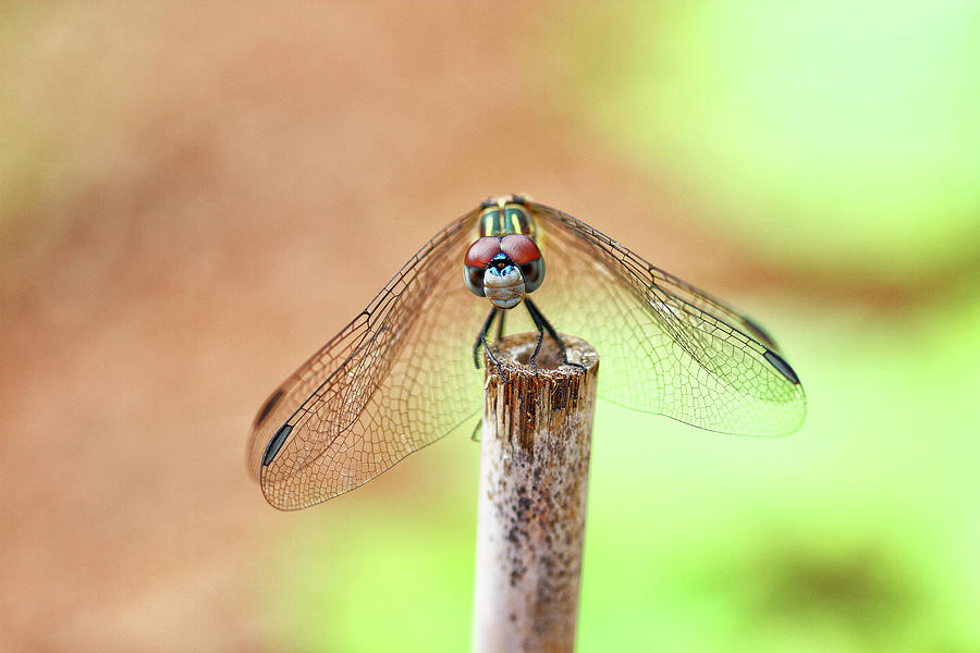 Dragon Fly Photograph by Jose Canales - Fine Art America