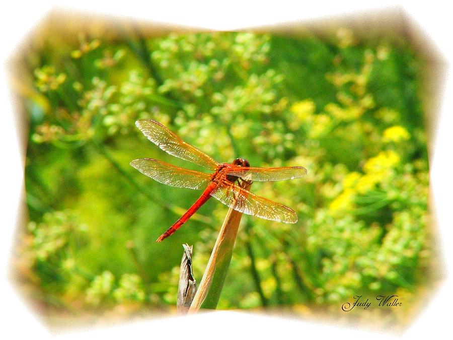 Insects Photograph - Dragon Fly by Judy  Waller