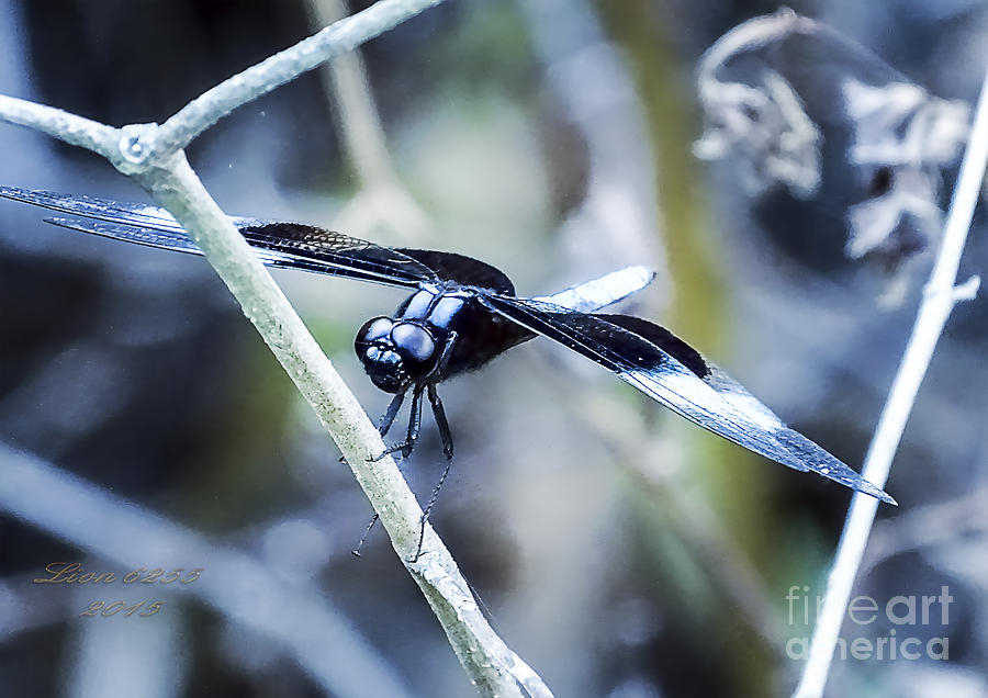 Dragon Fly Photograph by Melissa Messick