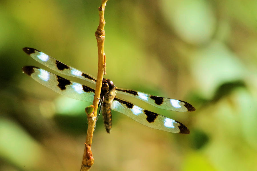 Dragon fly on a Summer morning Photograph by Jeff Swan