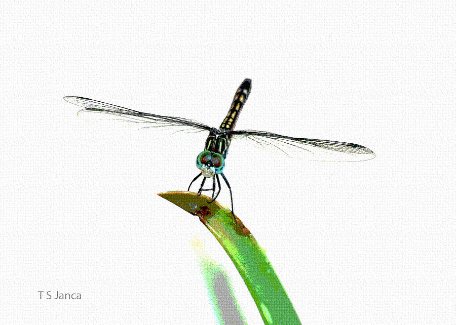 Dragon Fly On Aloe Photograph by Tom Janca