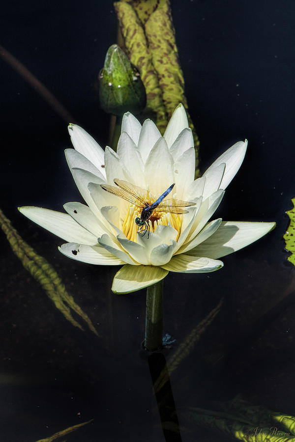 Dragon Fly on Lily Photograph by John Rivera