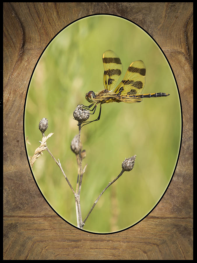Dragon Fly On Tortoise Shell Photograph by Thomas Young