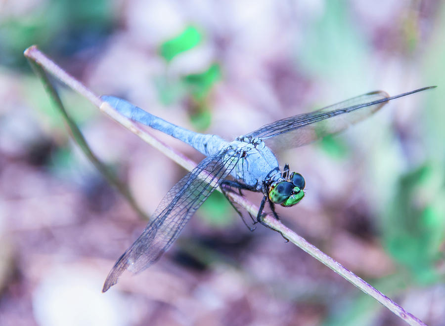 Insects Photograph - Dragon fly by Pamela Williams