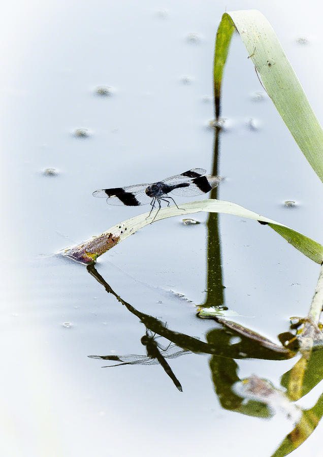 Dragon fly Photograph by Patrick Kain