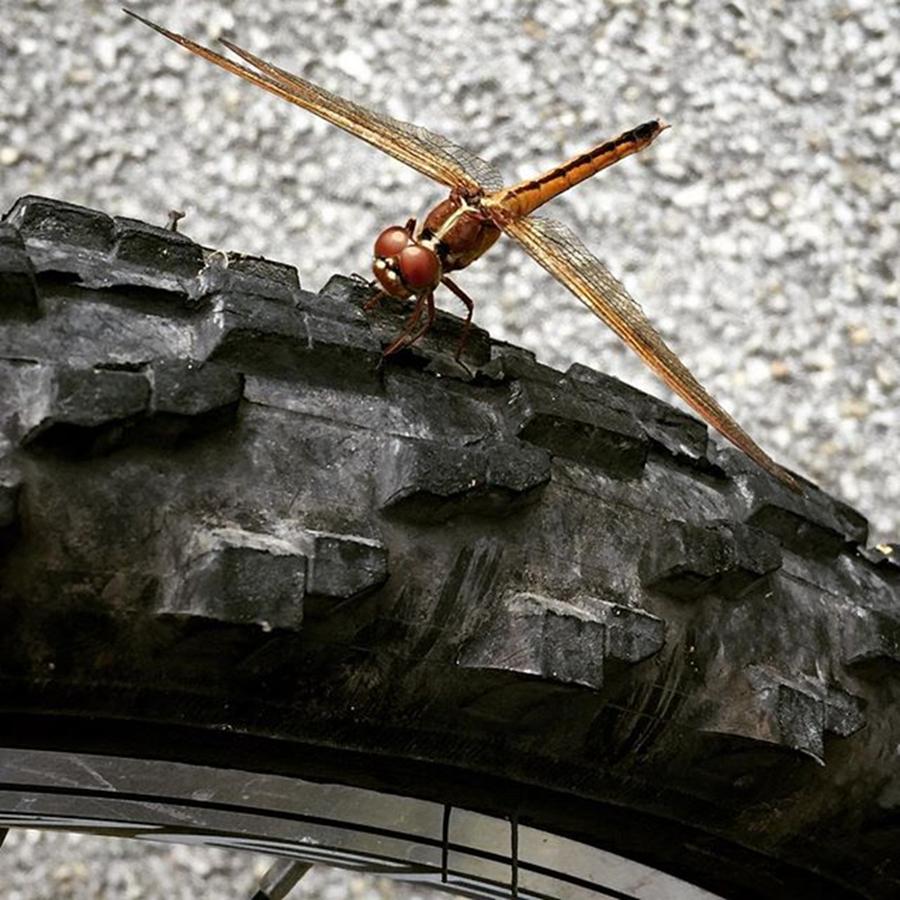 Nature Photograph - Dragon Fly Perched On Bicycle Tire by Juan Silva