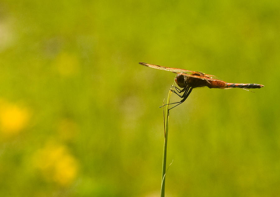 Snake Photograph - Dragon Fly Poising by Douglas Barnett