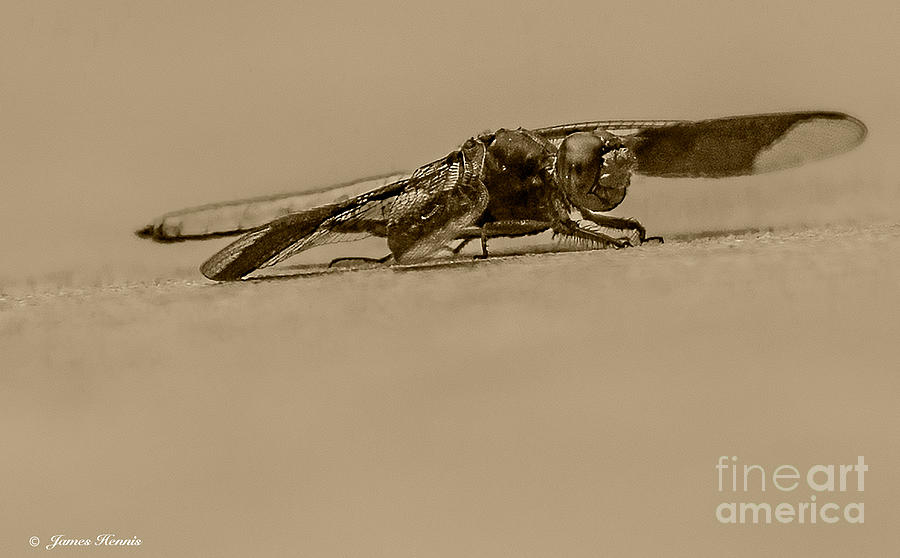 Dragon Fly Portrait Photograph by Metaphor Photo