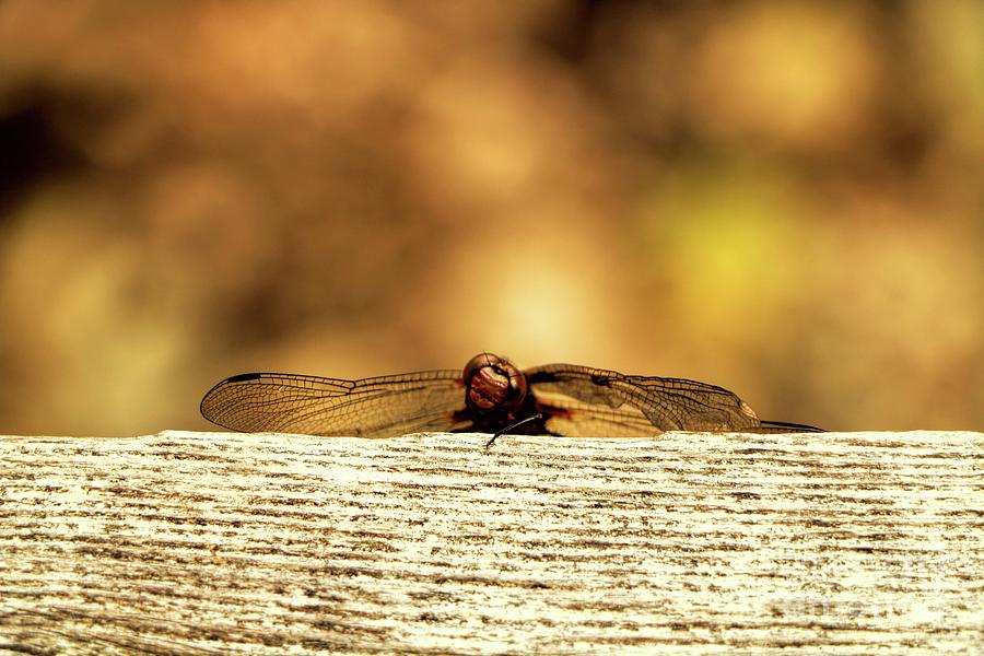 Dragon Fly Profile Photograph by Elizabeth Dow