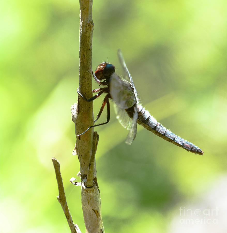 Nature Photograph - Dragonfly Slow Dance by Lisa Kilby