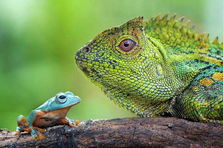 Dragon Photograph - Dragon Forest and Frog by Riza Arif Pratama