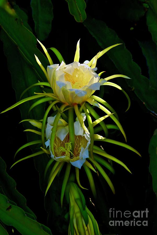 Dragon Fruit Blossoms Photograph by Craig Wood